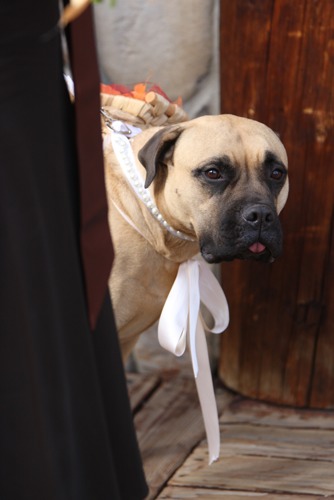 Portrait of dog in wedding