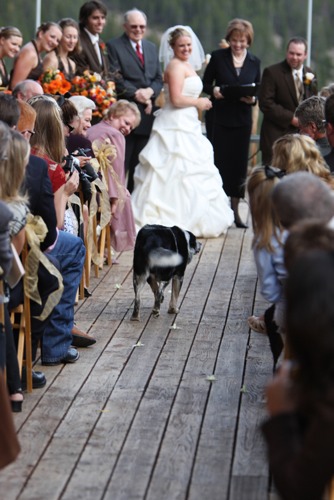 Dog carrying rings down the isle at wedding